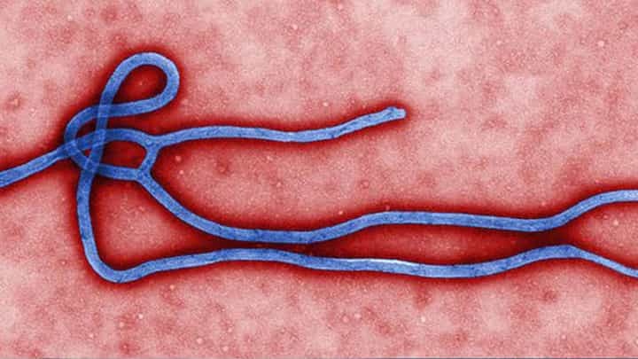Ebola | 3 देशांचा प्रवास टाळा; इबोलामुळे केंद्र सरकार अलर्ट मोडवर, कोणते आहेत ते तीन देश? Ebola | 3 देशांचा प्रवास टाळा; इबोलामुळे केंद्र सरकार अलर्ट मोडवर, कोणते आहेत ते तीन देश?