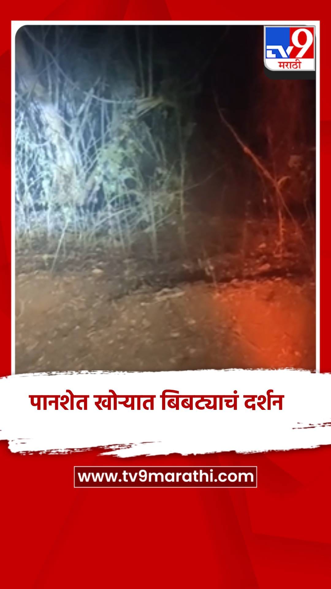 पुण्याच्या राजगड तालुक्यातील पानशेत खोऱ्यात बिबट्याचं दर्शन