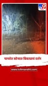 पुण्याच्या राजगड तालुक्यातील पानशेत खोऱ्यात बिबट्याचं दर्शन.