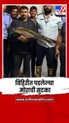 भटक्या कुत्र्याच्या पाठलागामुळे विहिरीत पडला मोर.