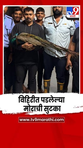 भटक्या कुत्र्याच्या पाठलागामुळे विहिरीत पडला मोर