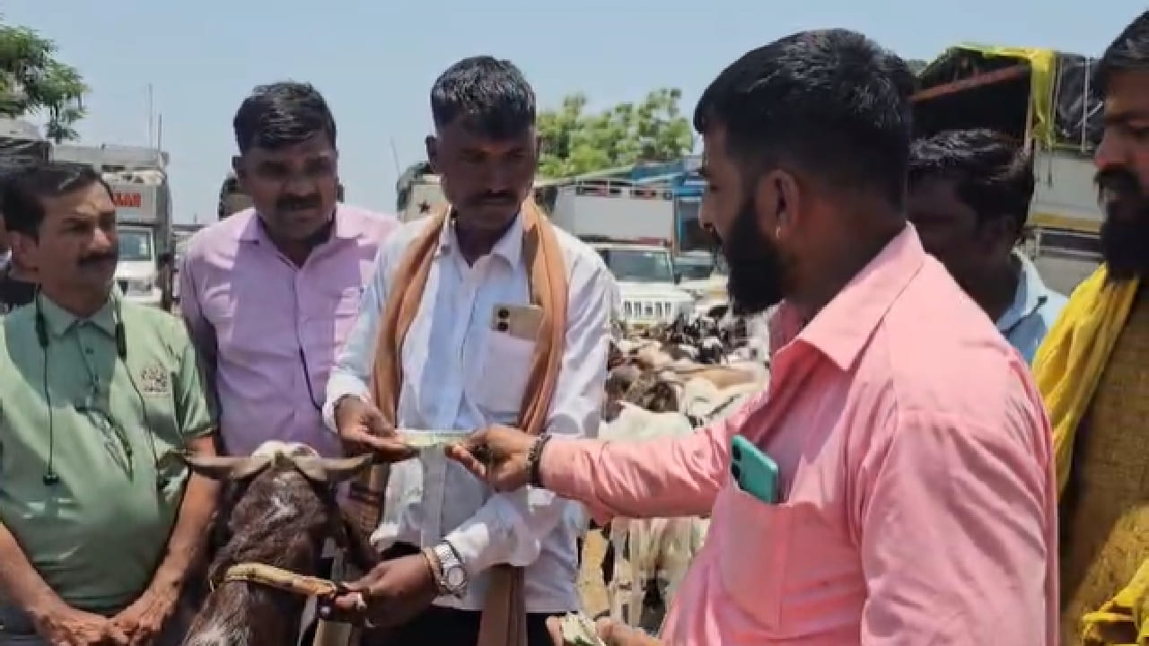 काही व्यापाऱ्यांनी विशेष देखभाल केलेले आणि आकर्षक सजवलेले बोकडही बाजारात आणले आहेत. त्यामुळे खरेदीदारांमध्ये उत्सुकता वाढली आहे.