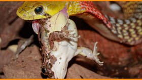 Snake Facts: जगातील असा ही साप... जो बेडकांकडून चोरतो विष