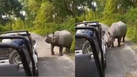 नॅशनल पार्कमध्ये गेंडा काळ बनून पर्यटकांसमोर उभा ठाकला, पण.. VIDEO.