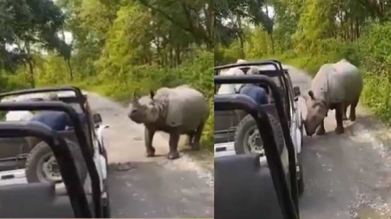 Rhino Attack : नॅशनल पार्कमध्ये गेंडा चक्क काळ बनून पर्यटकांच्या जीपसमोर उभा ठाकला, पण.. काळजाचा ठोका चुकवणारा VIDEO