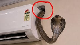 AC त कसे पोहचले साप?, एका वेळी निघाले तीन, VIDEO