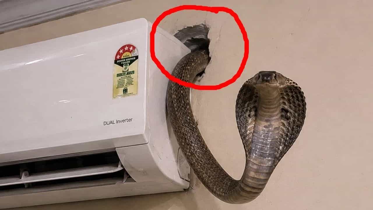AC त कसे पोहचले साप ?, एका वेळी निघाले तीन, कुटुंबियांची तर बोबडीच वळली, VIDEO