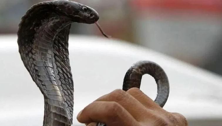 वैज्ञानिकांनी केलेल्या एका अभ्यासानुसार साप त्यांची फिरण्याची जागा, ज्या ठिकाणी शिकार मिळते ते ठिकाण लक्षात ठेवू शकतो. परंतु सापांना खूप कमी स्मरणशक्ती असते. साप जेवणाची जागा, गंध, धोका आदी गोष्टी अचूक ओळखतो. परंतु साप माणसाला लक्षात ठेवू शकत नाही. 