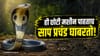 छोटीशी मशीन म्हणजे सापांचा कर्दनकाळ, एकदा घरात लावली की टेन्शन मिटलं!.