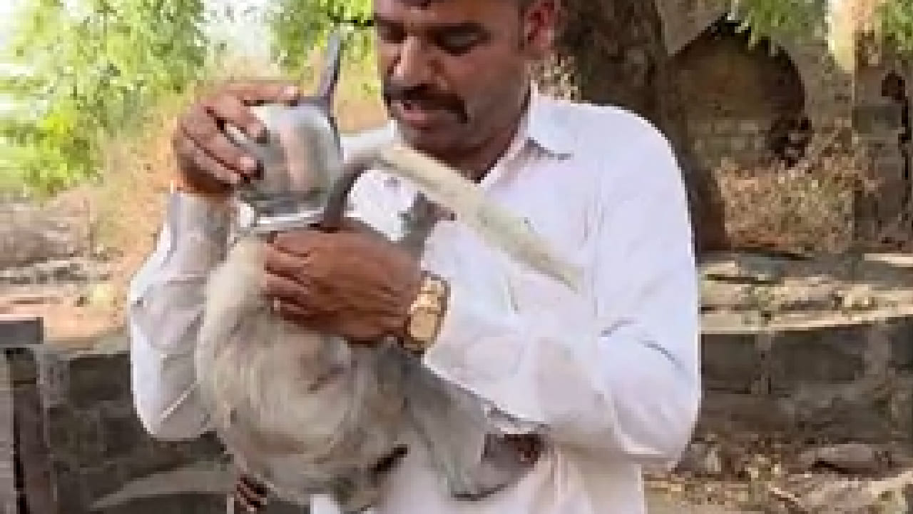 मिळालेल्या माहितीनुसार, परिसरात फिरताना पाण्याच्या शोधात किंवा खेळता खेळता त्या माकडाच्या पिलाने तांब्यात डोकं घातलं असावं. मात्र, त्यानंतर तो तांब्या त्याच्या डोक्यात इतका घट्ट अडकला की पिलाला ना व्यवस्थित श्वास घेता येत होता, ना आजूबाजूला काही दिसत होतं. डोक्यावर तांब्या अडकल्यामुळे ते पिलू पूर्णपणे घाबरलं होतं आणि अन्न-पाण्याविना तडफडत होतं.