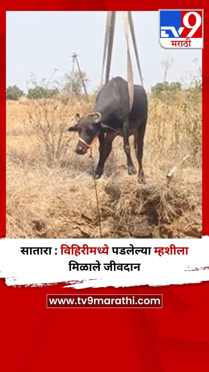 सातारा : विहिरीमध्ये पडलेल्या म्हशीला मिळाले जीवदान