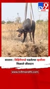 सातारा : विहिरीमध्ये पडलेल्या म्हशीला मिळाले जीवदान.