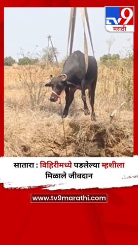 सातारा : विहिरीमध्ये पडलेल्या म्हशीला मिळाले जीवदान