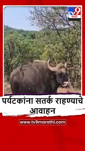 Satara : पर्यटकांनो, जरा जपून, कास परिसरात रस्त्यालगत गव्यांचे दर्शन