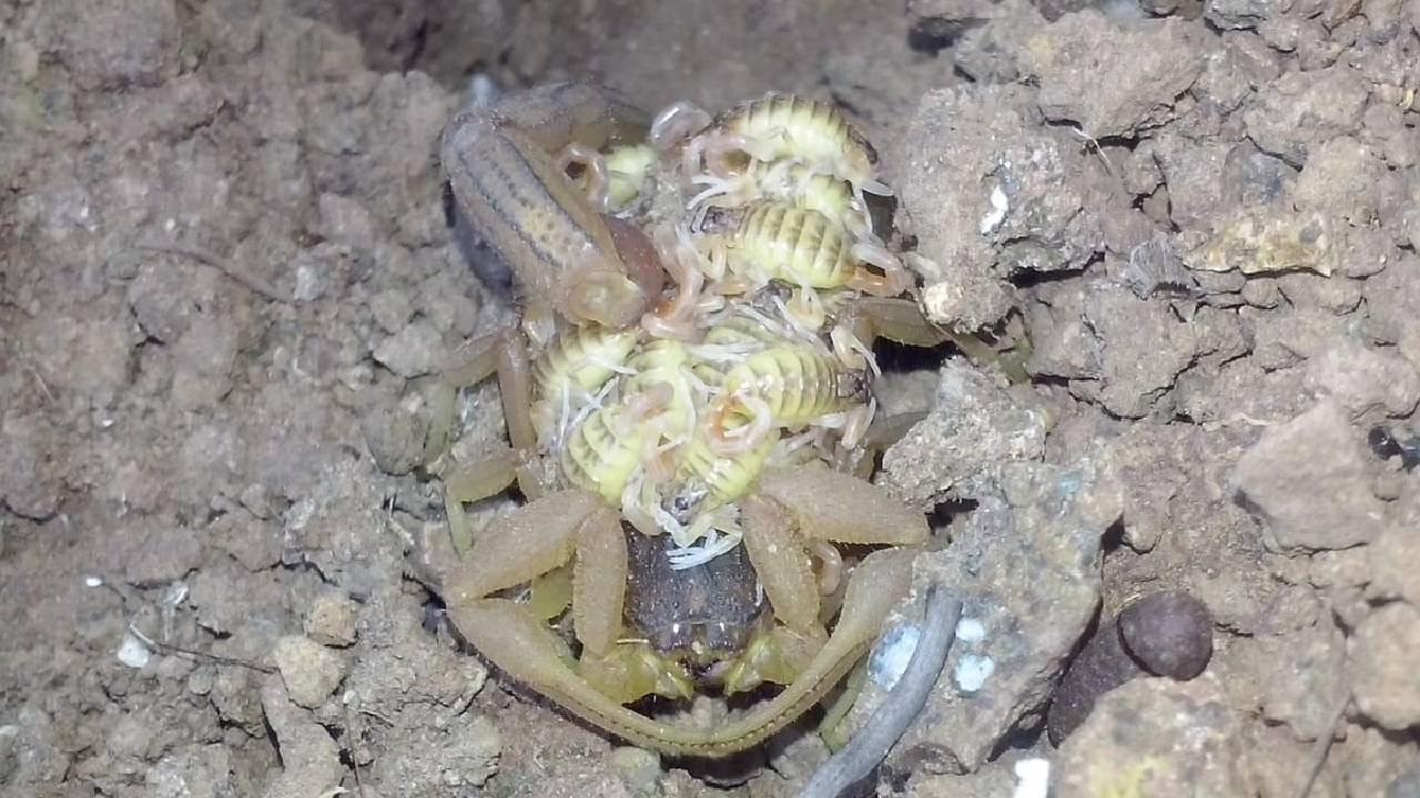 माळेगाव येथील दौलत कोळी यांच्या घरी कांदा भरण्याचे काम सुरू होते. त्यावेळी घराशेजारी असलेल्या कोंबड्यांच्या खुराड्याची, म्हणजेच डालग्याची साफसफाई सुरू असताना एका कोपऱ्यात विंचू दिसून आला. सुरुवातीला सामान्य विंचू असल्याचे वाटले; मात्र जवळून पाहिल्यानंतर त्या विंचूच्या पाठीवर अनेक लहान पिल्ले असल्याचे दिसून आले. त्यानंतर हे दुर्मिळ दृश्य उपस्थितांनी आपल्या मोबाईल कॅमेरात कैद केले .