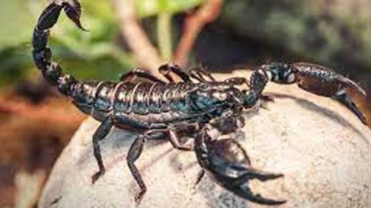 विंचवांच्या जीवनशैलीतील मातृत्वाची वागणूक अत्यंत वैशिष्ट्यपूर्ण मानली जाते. पिल्लांच्या जन्मानंतर मादी विंचू त्यांना आपल्या पाठीवर घेऊन फिरते. या पिल्लांना “स्कॉर्पलिंग” असे म्हटले जाते. पिल्लांची पहिली कात टाकेपर्यंत त्यांचे संरक्षण आईकडून केले जाते. त्यामुळे “विंचूवाचे बिऱ्हाड पाठीवर” ही म्हण या घटनेत प्रत्यक्ष अनुभवायला मिळाल्याची भावना ग्रामस्थांनी व्यक्त केली..
