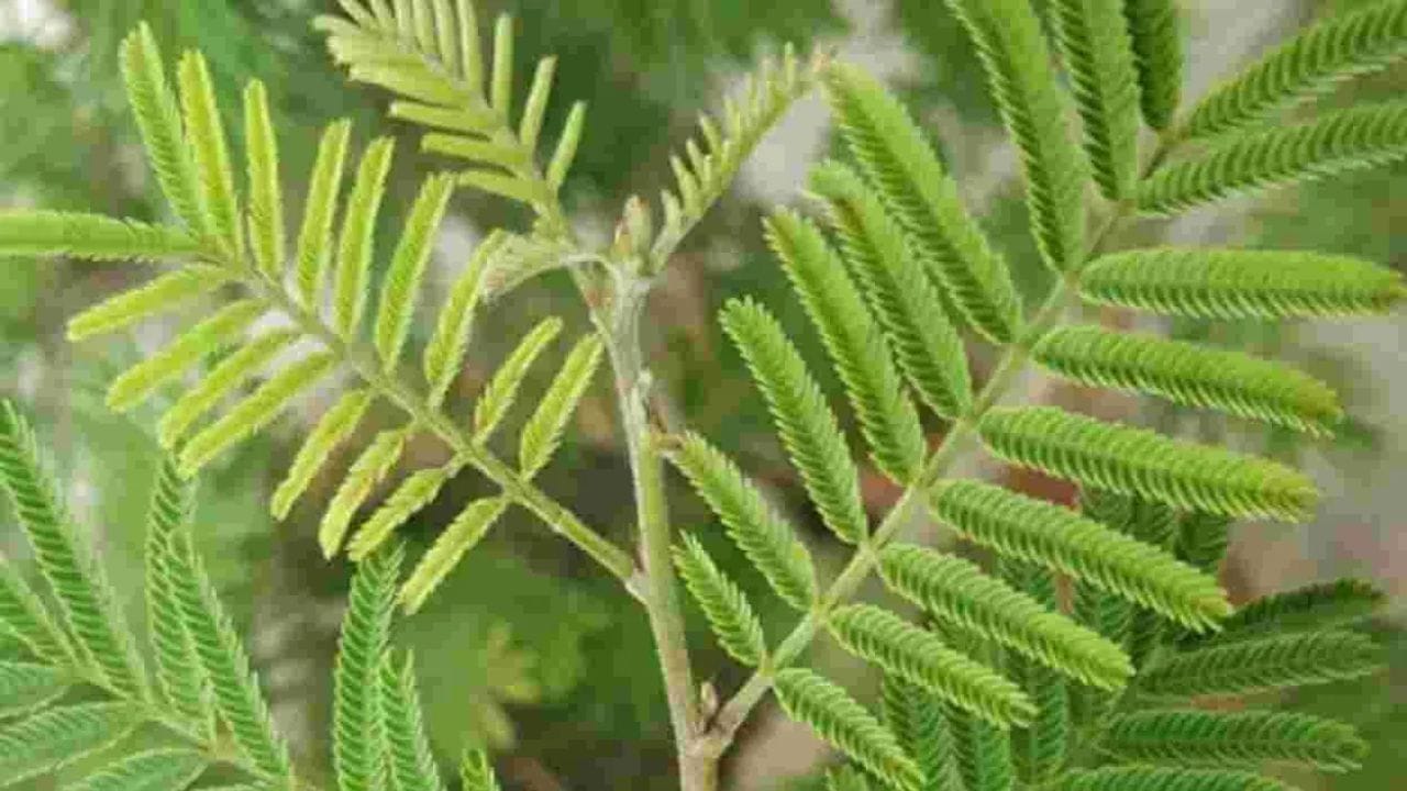 Vastushastra : घरात शमीचं रोप का लावावं? वास्तुशास्त्रात सांगितलेत फायदेच फायदे Vastushastra : घरात शमीचं रोप का लावावं? वास्तुशास्त्रात सांगितलेत फायदेच फायदे