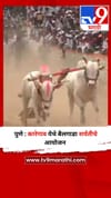 पुणे : कारेगाव येथे बैलगाडा शर्यतीचे आयोजन.