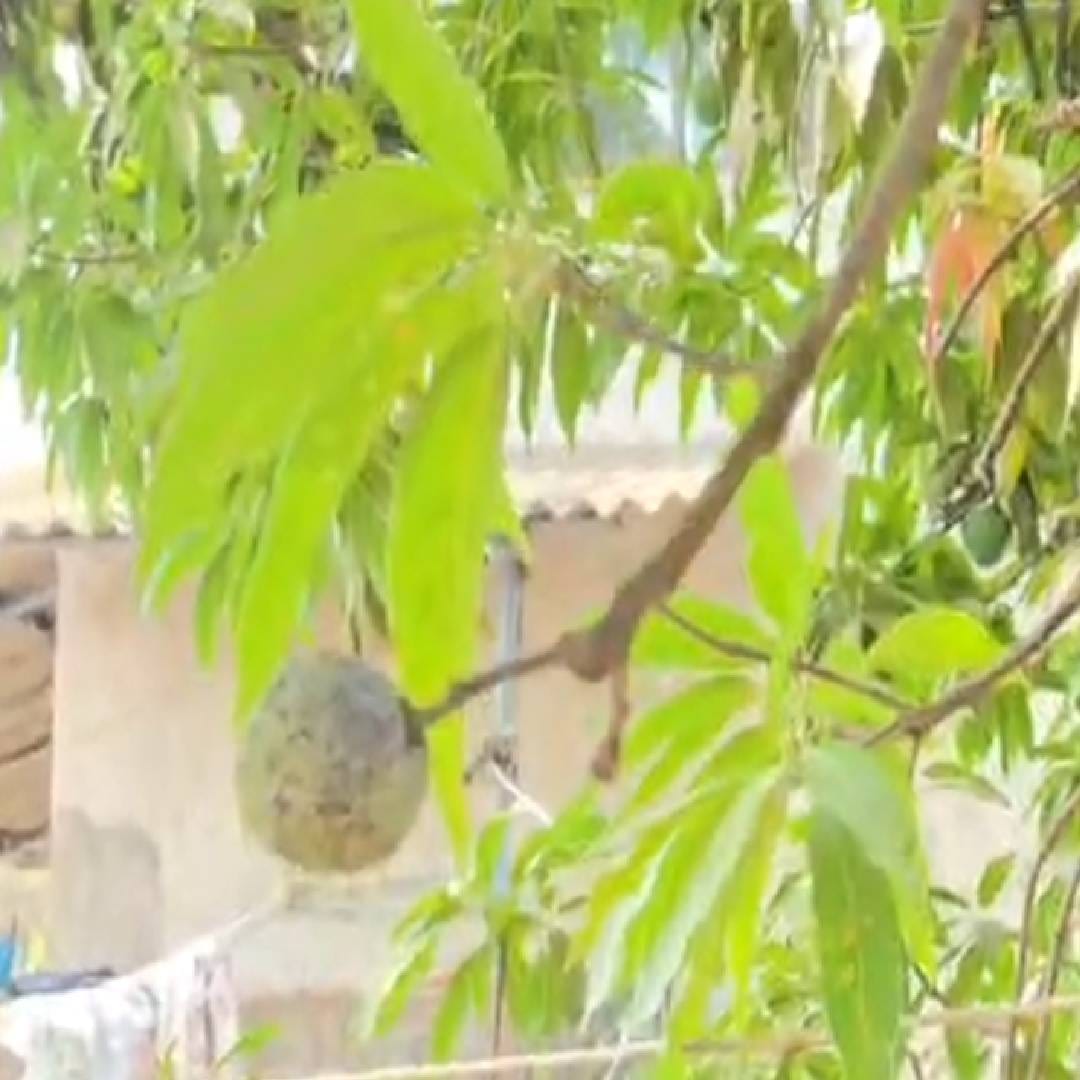 आंब्याच्या झाडाच्या फांदीला हे सीताफळ आल्याचं स्पष्ट पहायला मिळतंय. हा चमत्कार नेमका कसा घडला, याचं उत्तर कदाचित विज्ञानाच्या आधारे मिळू शकेल, परंतु सध्या झाडाला लागलेलं हे फळ पाहून ग्रामस्थ आश्चर्य व्यक्त करत आहेत 
