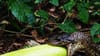 फळ अथवा भाजीपाल्याला लागला सापाचा दात... खाणाऱ्याचा मृत्यू होणार?.