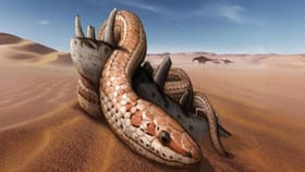Snake Facts: जर माकडातून मानवाची उत्क्रांती... तर सापाचा पूर्वज कोण?.