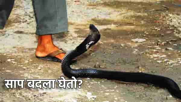 Snake Facts: साप माणसाला लक्षात ठेवतो? पिच्छा करतो, घेतो बदला? नवीन संशोधनाने अनेकांना धक्का