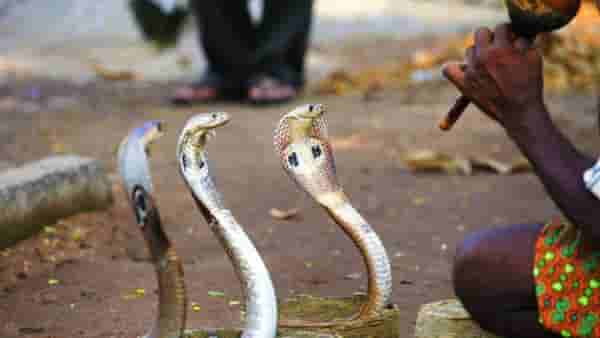 Snake Facts: पुंगीवर कसा डोलतो नागोबा? कान नसताना आवाज कसा येतो ऐकू?