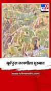 गोंदिया जिल्ह्यात सूर्यफुल कापणीला सुरुवात.