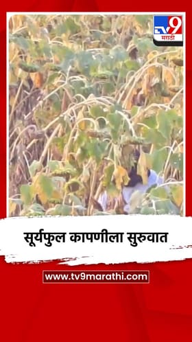 गोंदिया जिल्ह्यात सूर्यफुल कापणीला सुरुवात