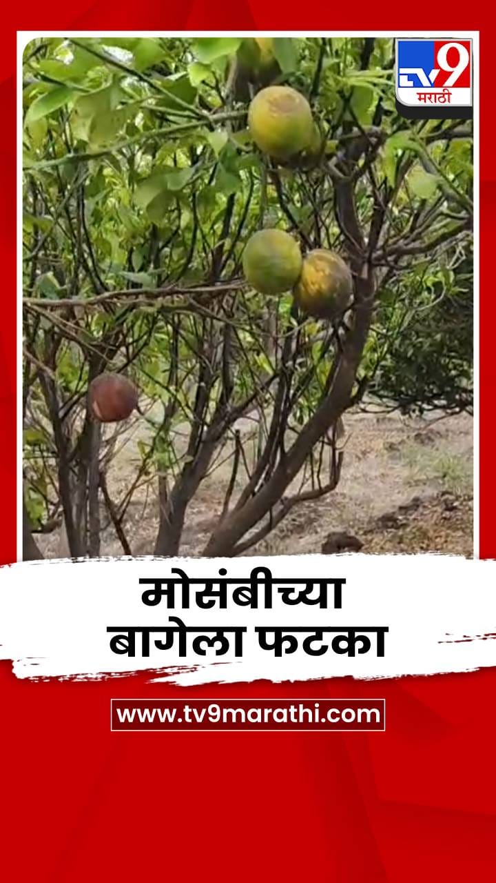 वाढत्या उन्हाचा मोसंबीच्या बागेला फटका; फळं करपल्याने शेतकरी अडचणीत