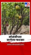 वाढत्या उन्हाचा मोसंबीच्या बागेला फटका; फळं करपल्याने शेतकरी अडचणीत.