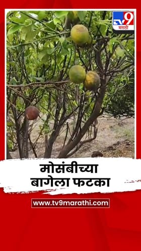 वाढत्या उन्हाचा मोसंबीच्या बागेला फटका; फळं करपल्याने शेतकरी अडचणीत