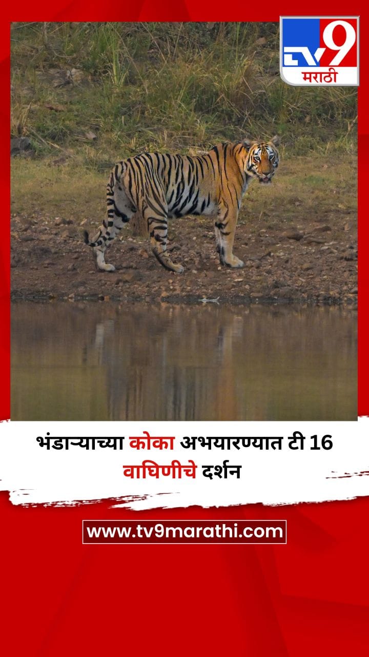 भंडाऱ्याच्या कोका अभयारण्यात टी 16 वाघिणीचे दर्शन