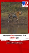 भंडाऱ्याच्या कोका अभयारण्यात टी 16 वाघिणीचे दर्शन.
