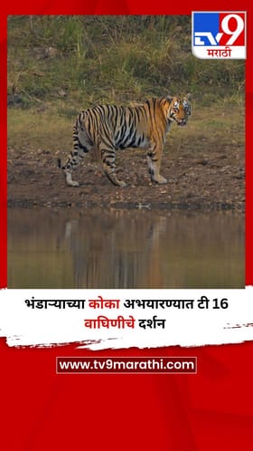 भंडाऱ्याच्या कोका अभयारण्यात टी 16 वाघिणीचे दर्शन
