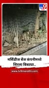 मर्सिडीज बेंज कंपनीमध्ये शिरला बिबट्या...