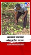 अवकाळी पावसाचा आंबा बागेला फटका...
