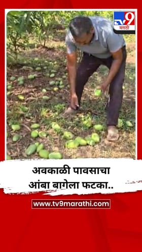 अवकाळी पावसाचा आंबा बागेला फटका..
