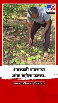 अवकाळी पावसाचा आंबा बागेला फटका..