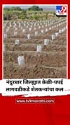 नंदुरबार जिल्ह्यात केळी-पपई लागवडीकडे शेतकऱ्यांचा कल.