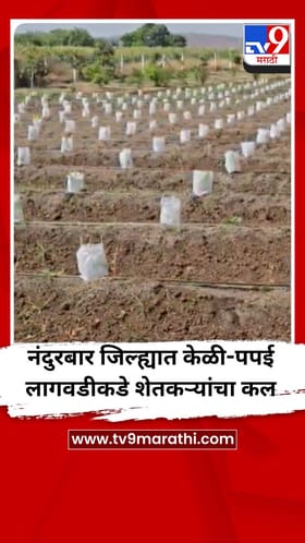 नंदुरबार जिल्ह्यात केळी-पपई लागवडीकडे शेतकऱ्यांचा कल