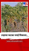 उन्हाचा फटका पपई पिकाला...