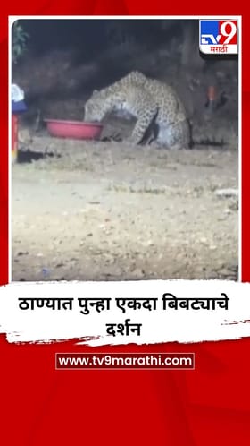 ठाण्यात पुन्हा एकदा बिबट्याचे दर्शन
