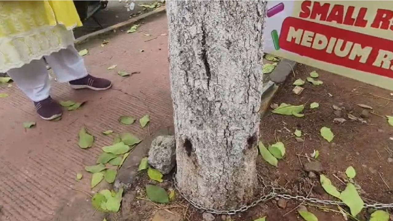 या नंतर पालिका अधिकाऱ्यांनी या झाडांचा पंचनामा केला असून, वरिष्ठ अधिकाऱ्यांच्या मार्गदर्शनाखाली या पंचनामाच्या रिपोर्ट आल्यानंतर अज्ञात व्यक्तीविरोधात वृक्ष संरक्षण कायद्यांतर्गत कठोर कायदेशीर कारवाई आणि पोलिसात गुन्हा दाखल करण्याची प्रक्रिया सुरू केली आहे.  