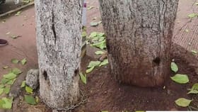 शहराचं सौंदर्य वाढवणाऱ्या 'टेबेबुइया' झाडांवर विषप्रयोग?.