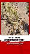 वाढत्या उन्हाचा टोमॅटोच्या पिकाला फटका.