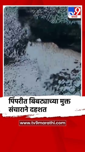 पुणे : पिंपरी-चिंचवडमध्ये दुर्गा टेकडीवर बिबट्याचा मुक्त संचार, शोधमोहीम सुरू