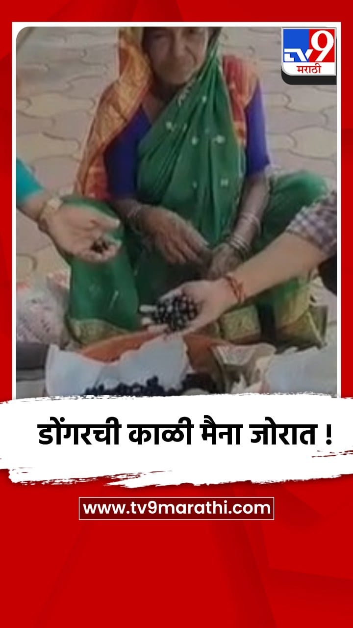 पुणे - भोर : डोंगरची काळी मैना म्हणुन ओळखल्या जाणाऱ्या करवंदांना मोठी मागणी