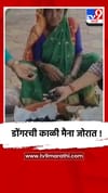 पुणे - भोर : डोंगरची काळी मैना म्हणुन ओळखल्या जाणाऱ्या करवंदांना मोठी मागणी.