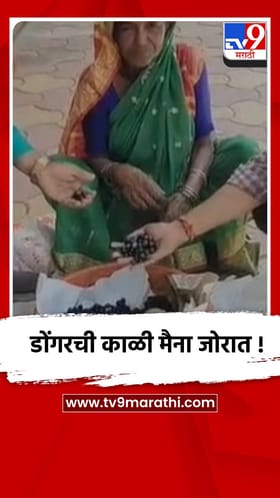 पुणे - भोर : डोंगरची काळी मैना म्हणुन ओळखल्या जाणाऱ्या करवंदांना मोठी मागणी